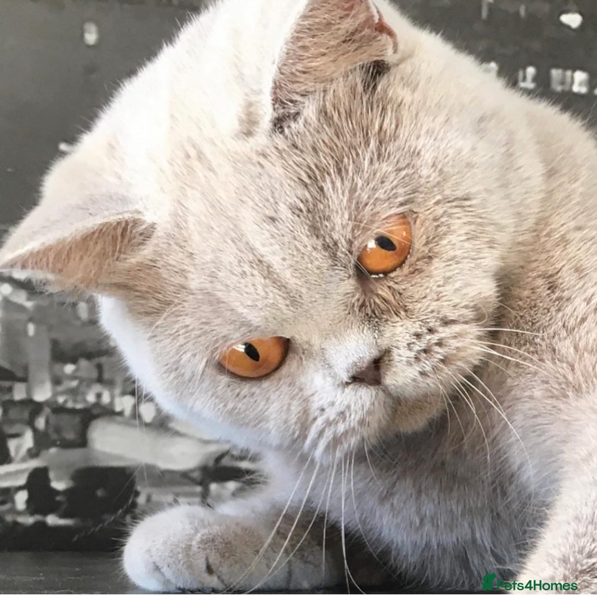 British Shorthair cats for sale: Beautiful BSH Champion line Kittens  - Advert 34