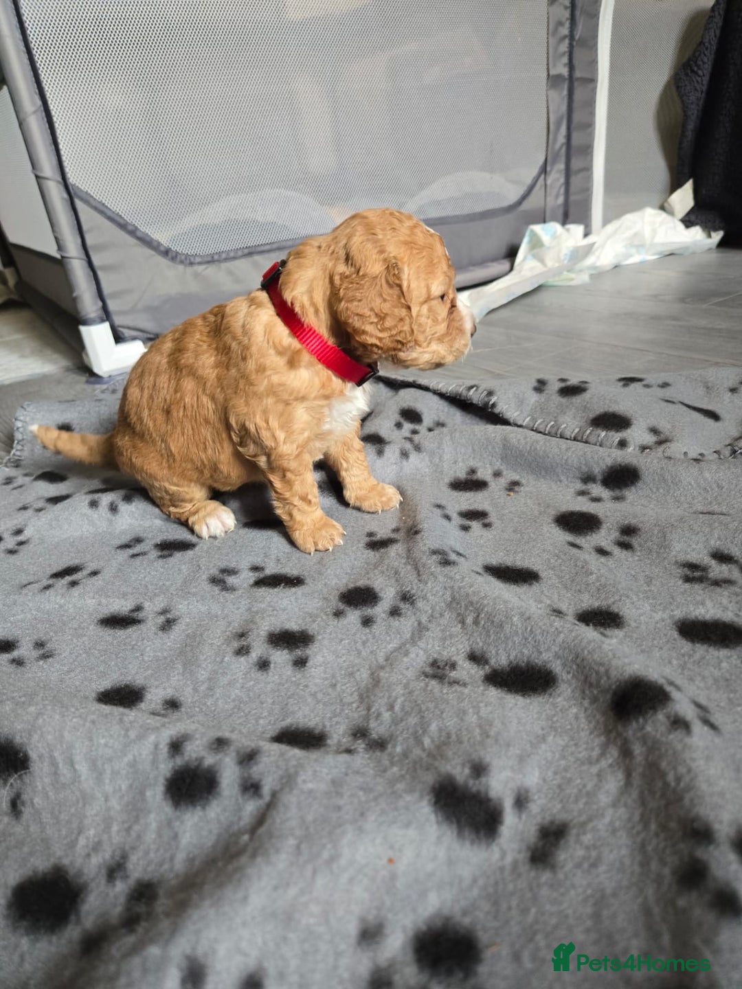 Mixed Breed dogs for sale: Litter off 8 girls f2 cockapoos  - Image 5