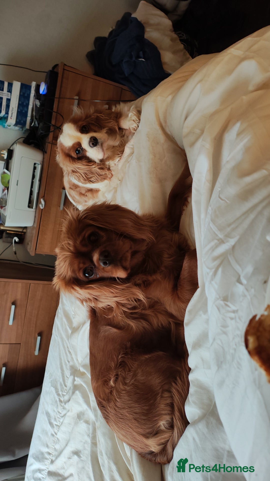 Cavalier King Charles Spaniel dogs for sale: Loving girl needing a new home  - Advert 4