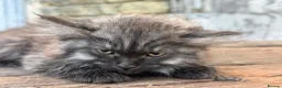 Maine Coon cats for sale: Stunning Maine coon x kitten  - Advert 6