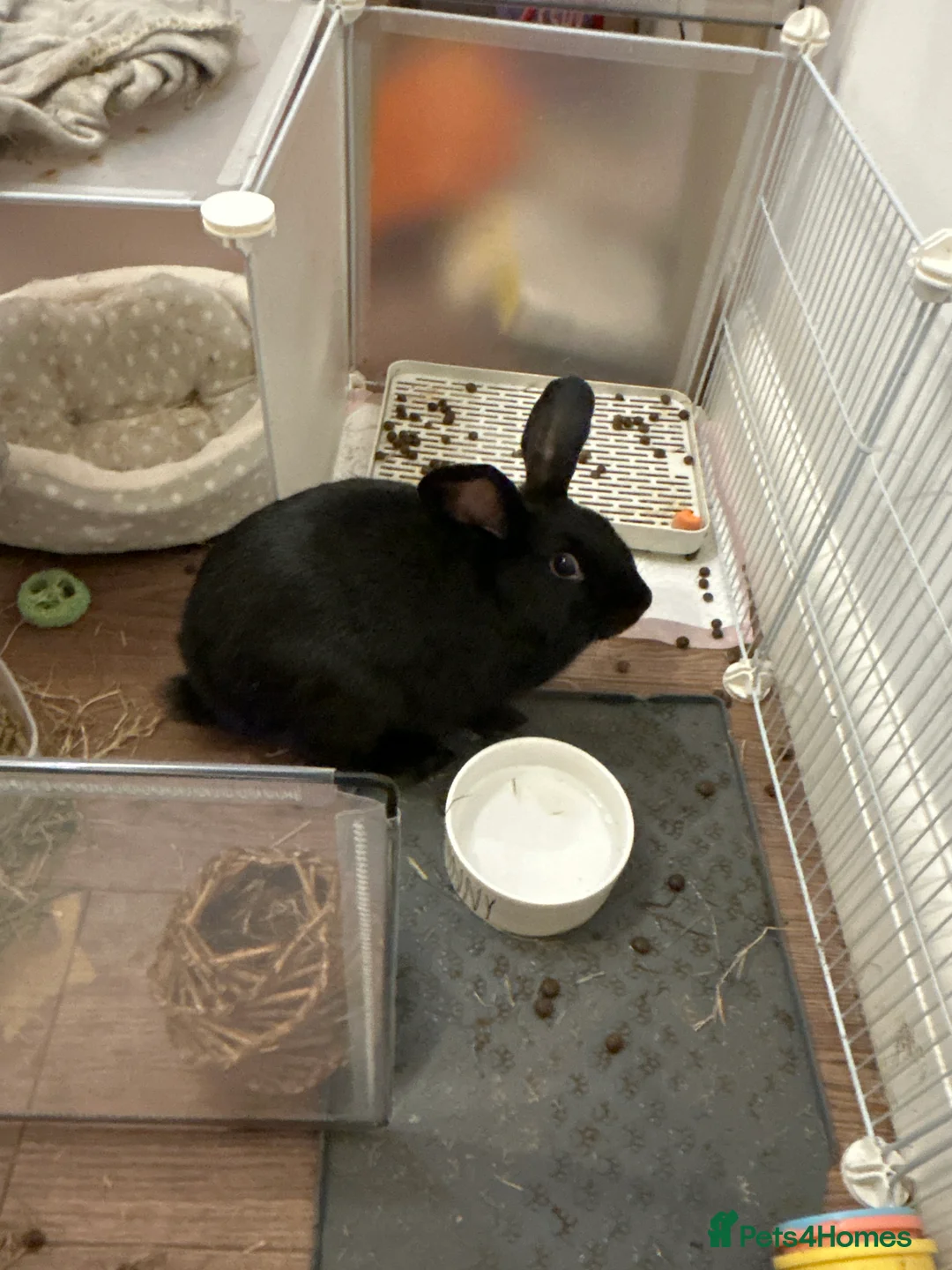 Mixed Breed rabbits for sale: 2 male bunnies bonded, for sale  - Advert 2