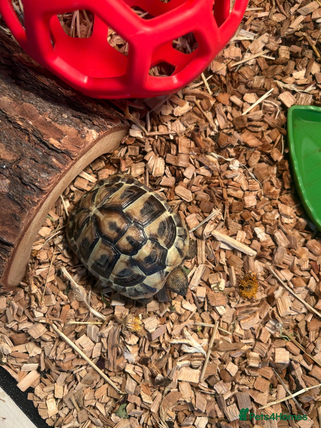 Tortoise reptiles for sale: Horsfield tortoise  - Image 3