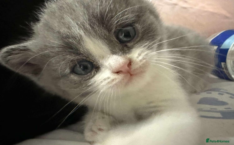 British Shorthair cats - Advert 10