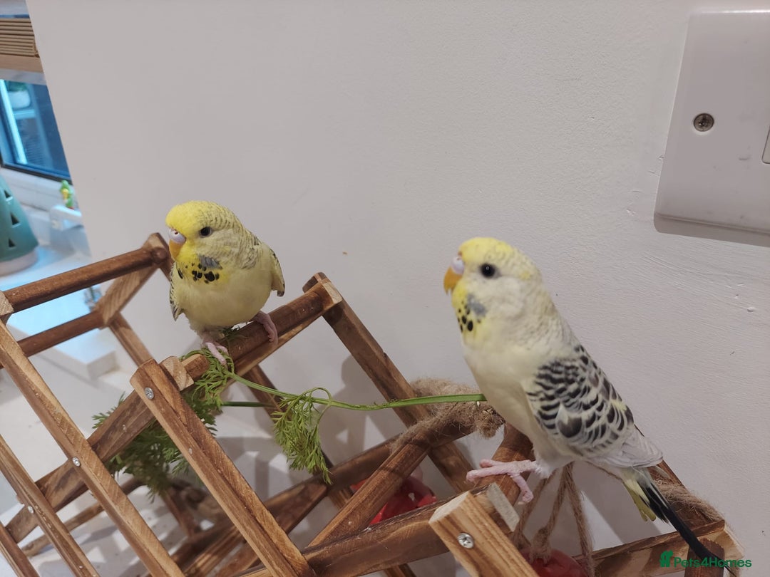 Budgerigars birds for sale: Tame Baby Budgies - Advert 8