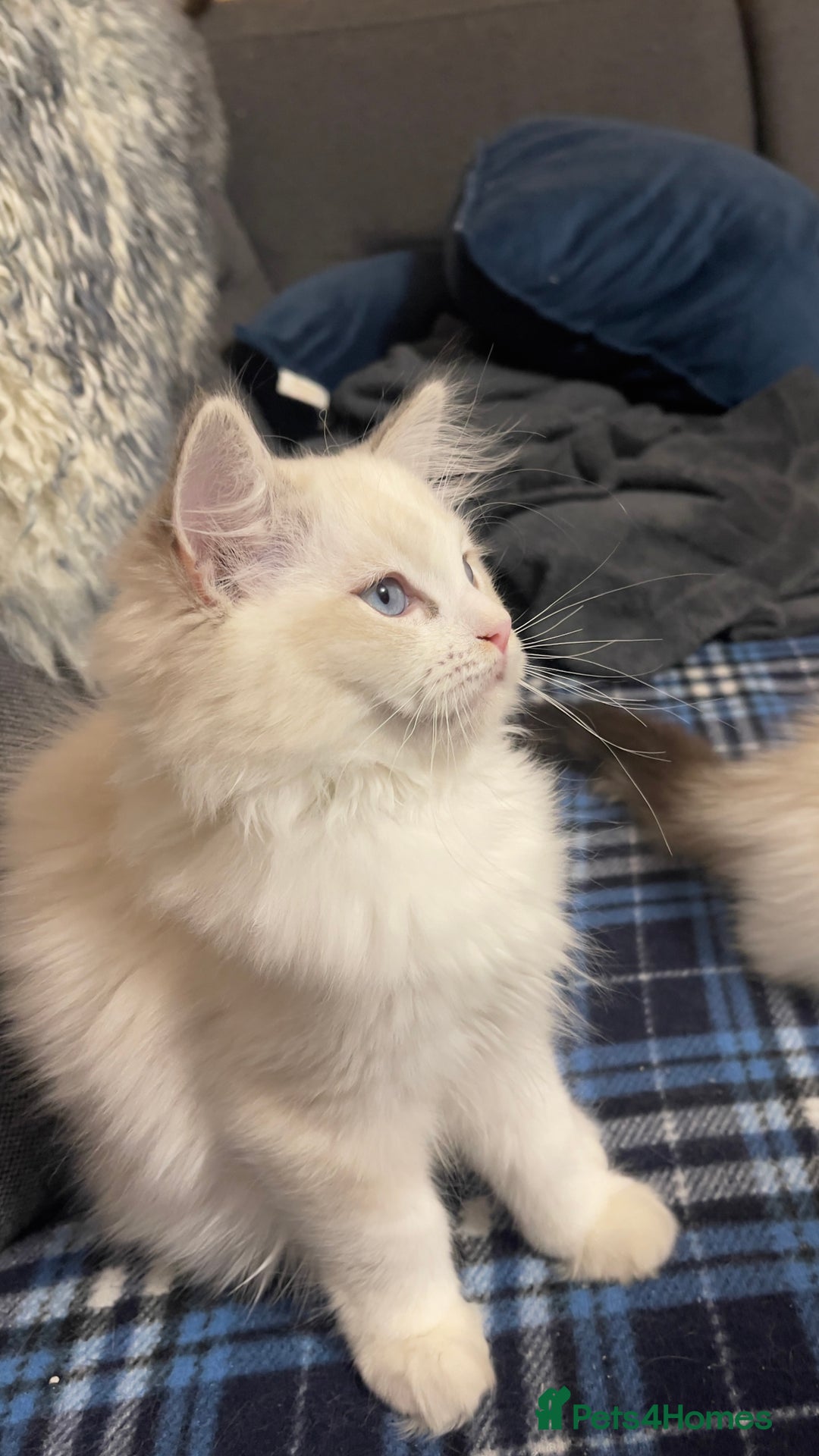 Ragdoll cats for sale: 🌟 Stunning TICA Ragdoll Kittens – Ready Now! - Advert 14