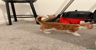 American Shorthair cats in Milton Keynes - Advert 16
