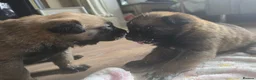 Belgian Shepherd Dog dogs for sale: Belgian Malinois Puppies For Sale. - Advert 4
