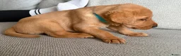 Labrador Retriever dogs for sale: Beautiful litter of puppies  - Advert 8