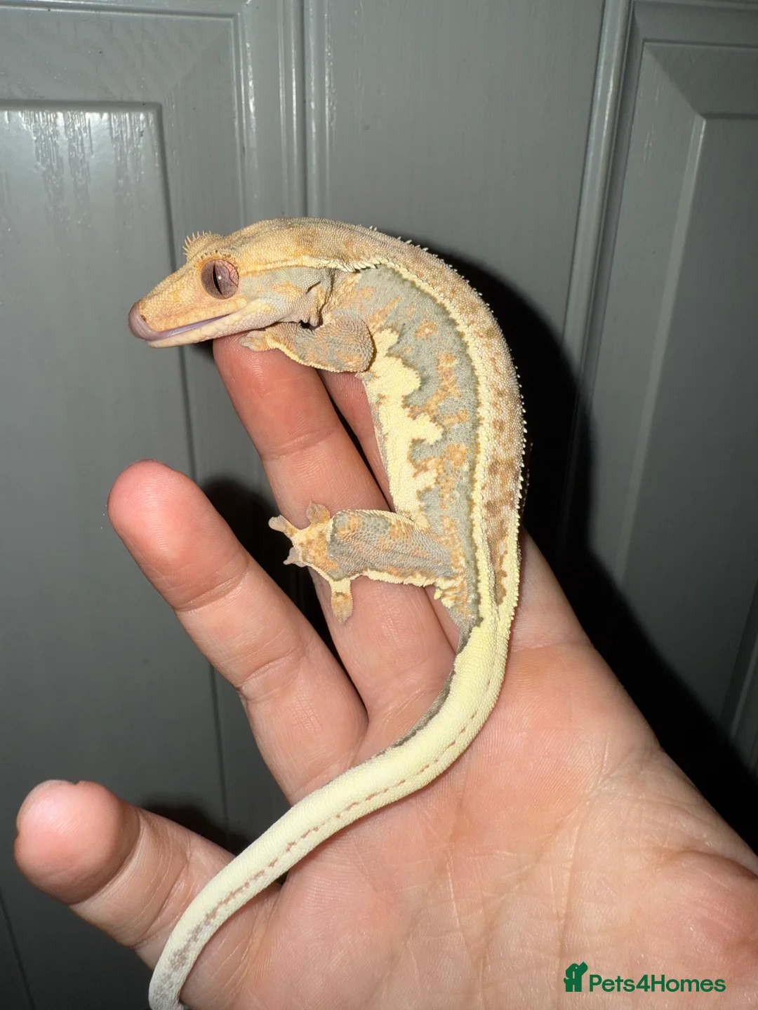 Gecko reptiles for sale: Crested gecko for sale  - Advert 11