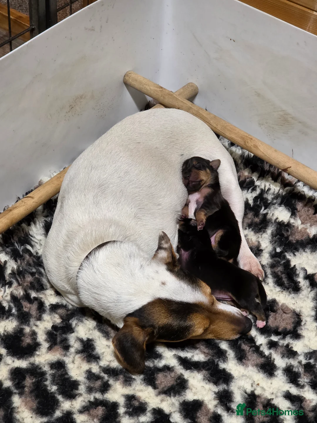 Jack Russell dogs for sale: Super Black and Tan Jack Russell Puppies in Alcester - Advert 4