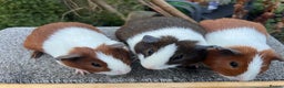 Guinea Pig rodents for sale: Bonded male Dutch guinea pigs - Advert 7