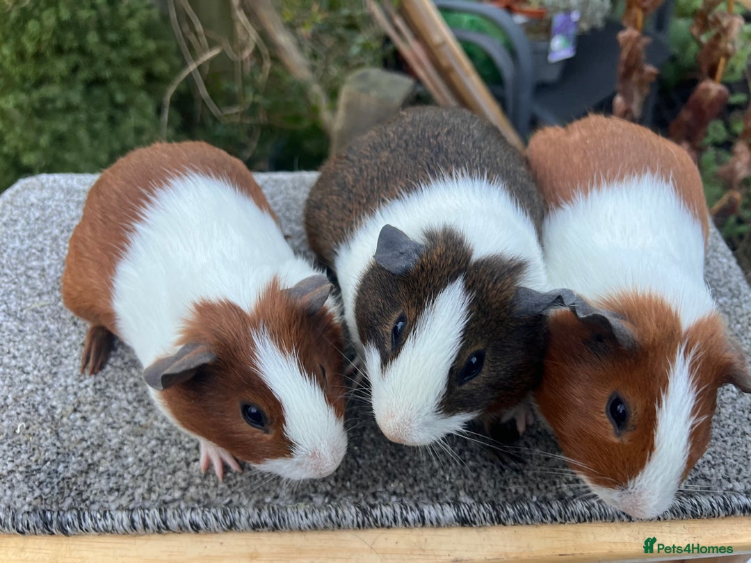 Guinea Pig rodents for sale: Bonded male Dutch guinea pigs - Advert 7