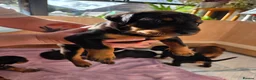 Dobermann dogs for sale: KC registered Dobermann puppies - Advert 23