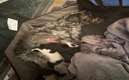 Jackapoo dogs for sale: Beautiful Jackapoos this is Bonnie’s 2nd litter  - Image 2