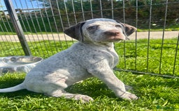 German Shorthaired Pointer dogs for sale: Braque Du Bourbonnais 🇫🇷 French Pointer - Image 15