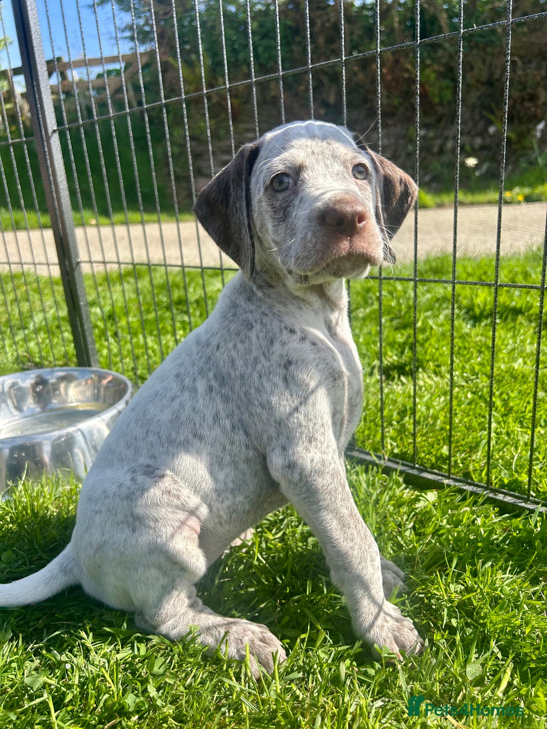 German Shorthaired Pointer dogs for sale: Braque Du Bourbonnais 🇫🇷 French Pointer - Image 15