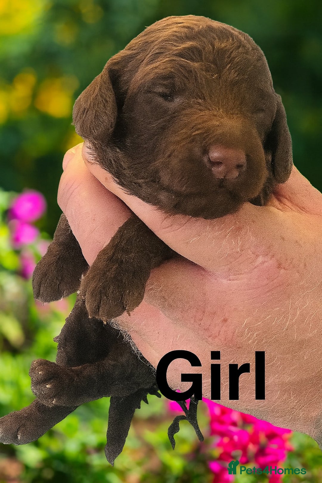 Cockapoo dogs for sale: DNA TESTED Cockapoo puppies, ready 22nd October  - Image 8