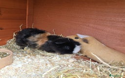 Guinea Pig rodents for sale: Pair of Guinea Pigs - Image 1