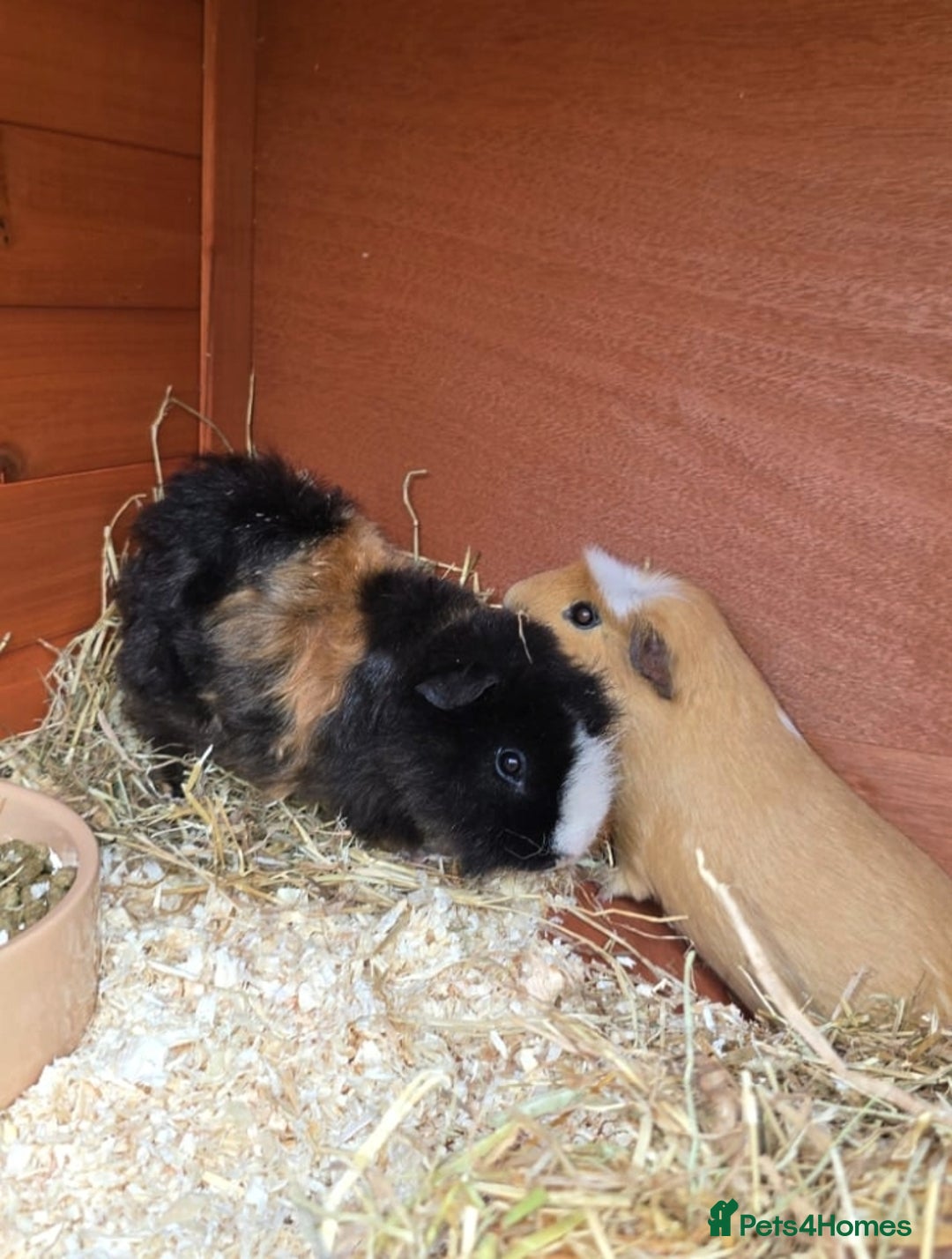Guinea Pig rodents for sale: Pair of Guinea Pigs - Image 1