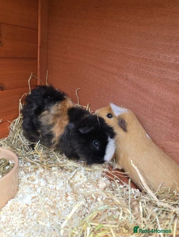 Guinea Pig rodents - Advert 2