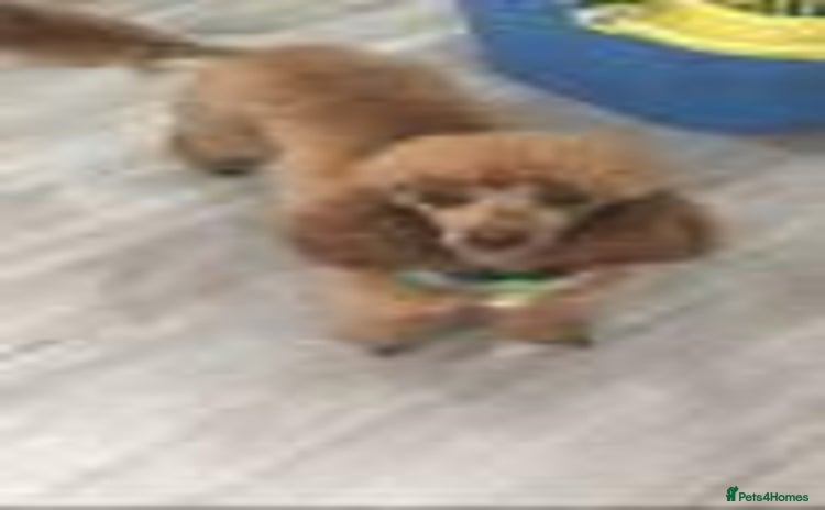Toy Poodle dogs - Advert 12