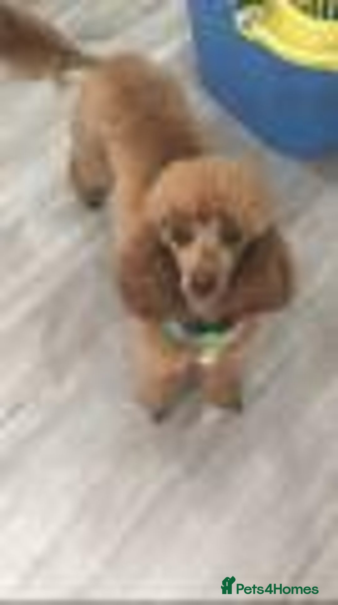 Toy Poodle dogs for stud: Toy Poodle - Image 1
