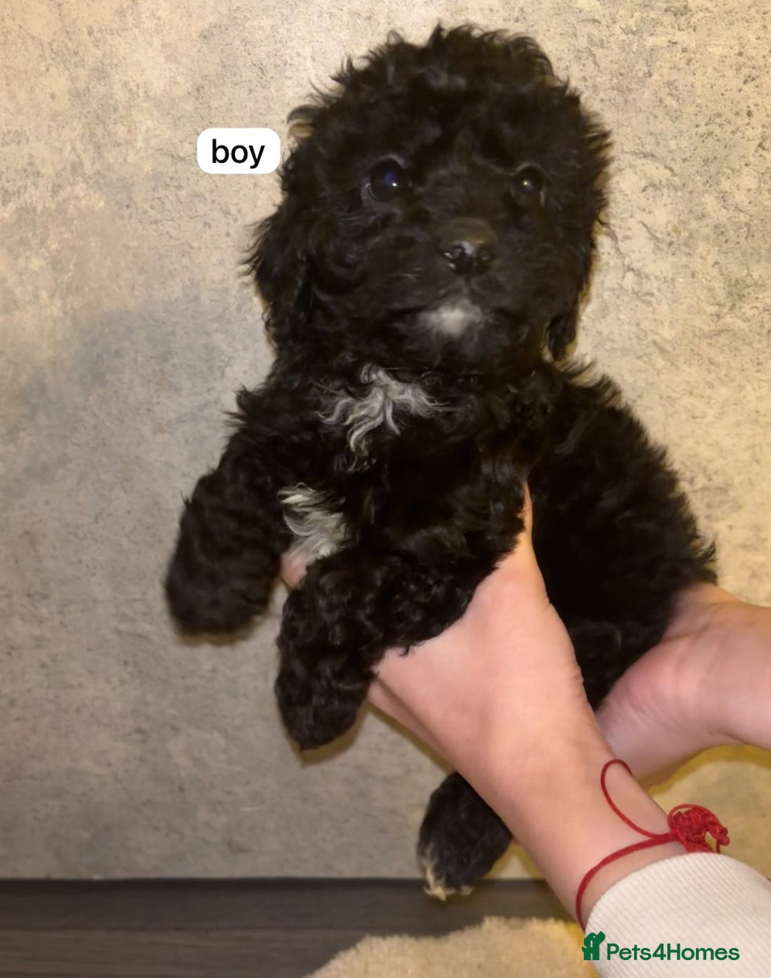 Cavapoo dogs for sale: CAVAPOO PUPPIES  - Advert 2