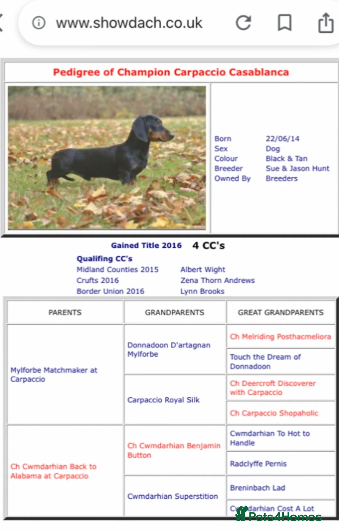 Dachshund dogs for stud: Proven Choc and Tan Dachshund for Stud in Swindon - Advert 6