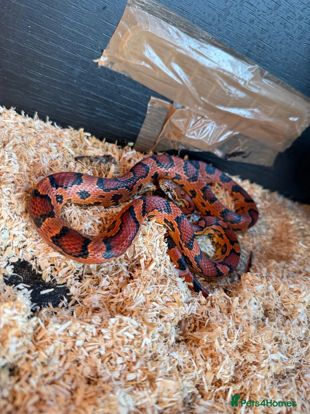 Corn Snake reptiles for sale: Red corn snake  - Advert 3