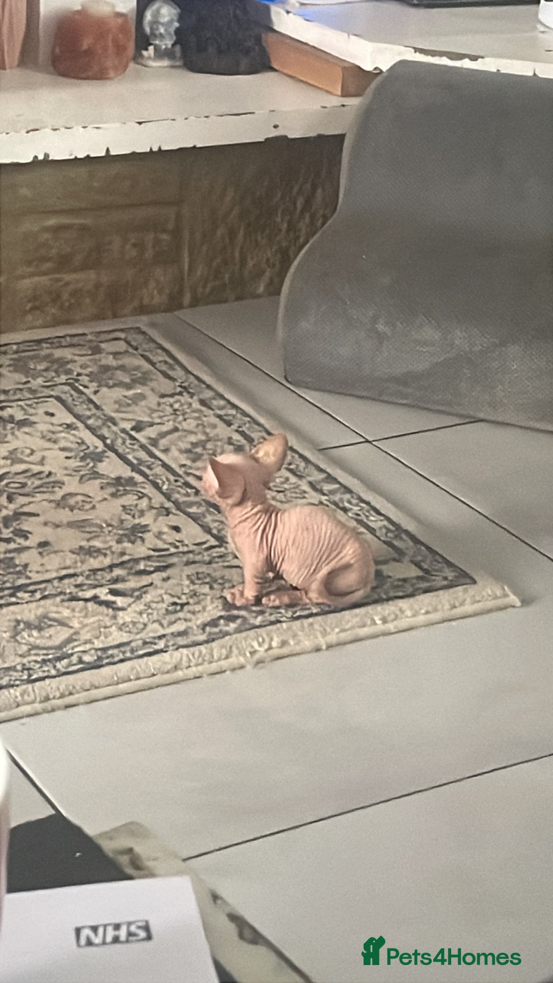 Sphynx cats for sale: Sphynx kittens  - Image 8