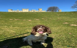 English Springer Spaniel dogs for sale: Springer spaniel puppies - Image 8