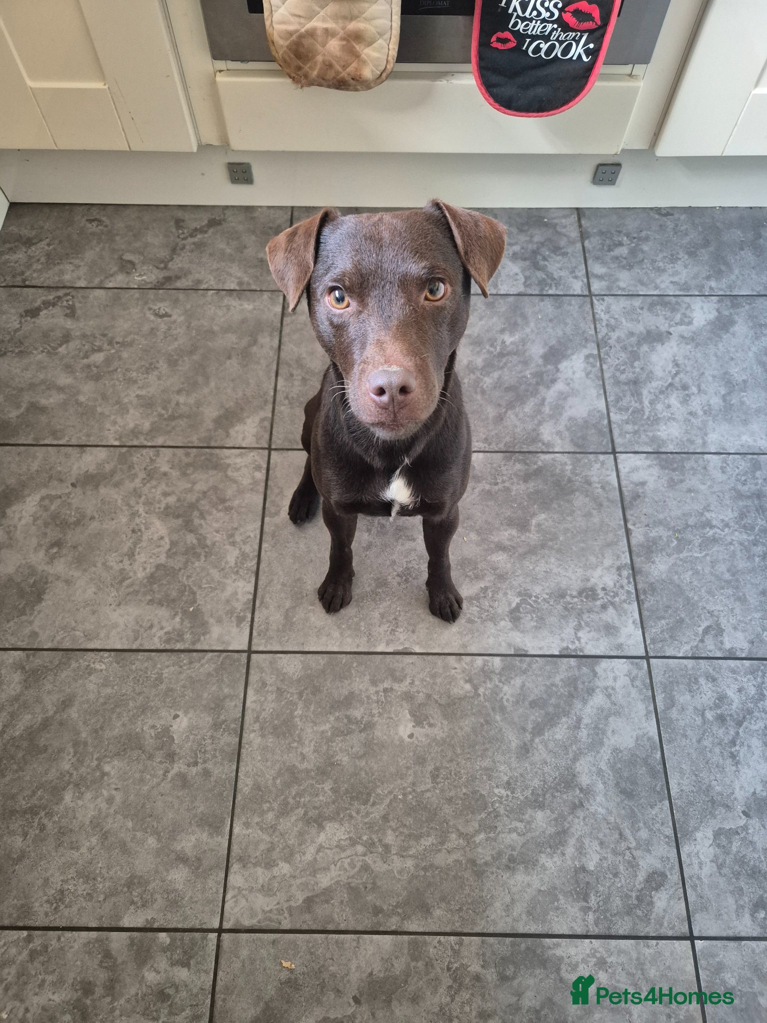 Patterdale Terrier dogs for stud: Ernie chocalate patterdale - Advert 6