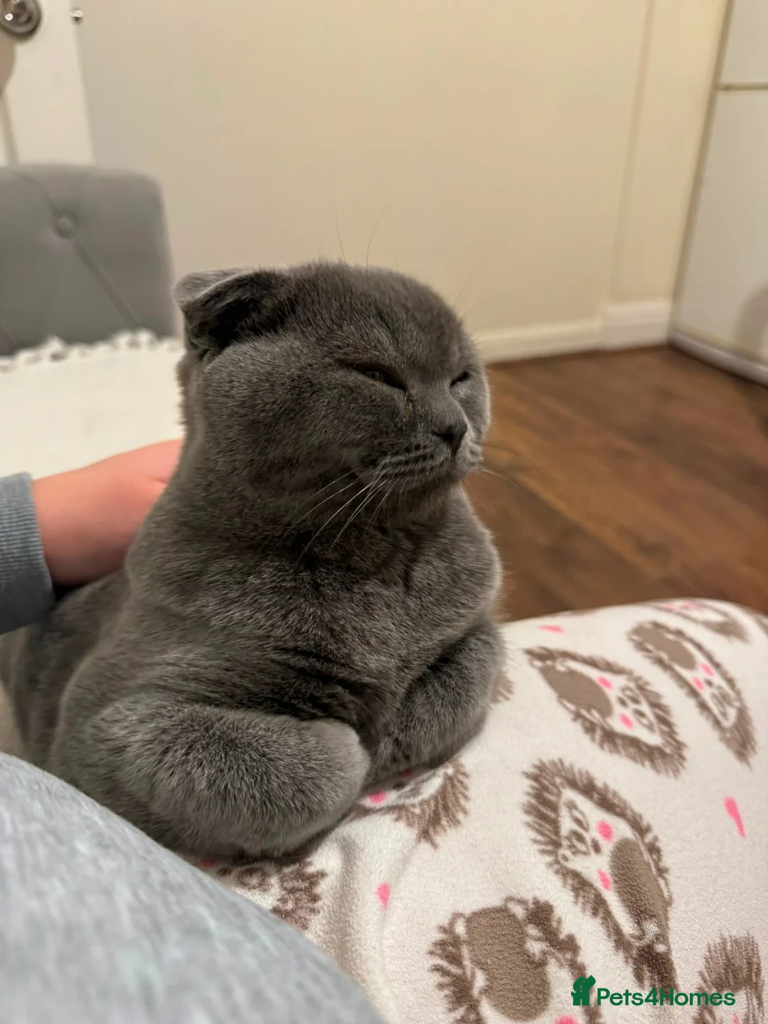 Scottish Fold cats for sale: Selling my kitten for health reasons in London - Advert 2
