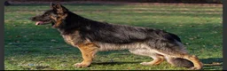 German Shepherd dogs for sale: KC REG OLD STYLE GERMAN SHEPHERD PUPPIES   - Advert 15