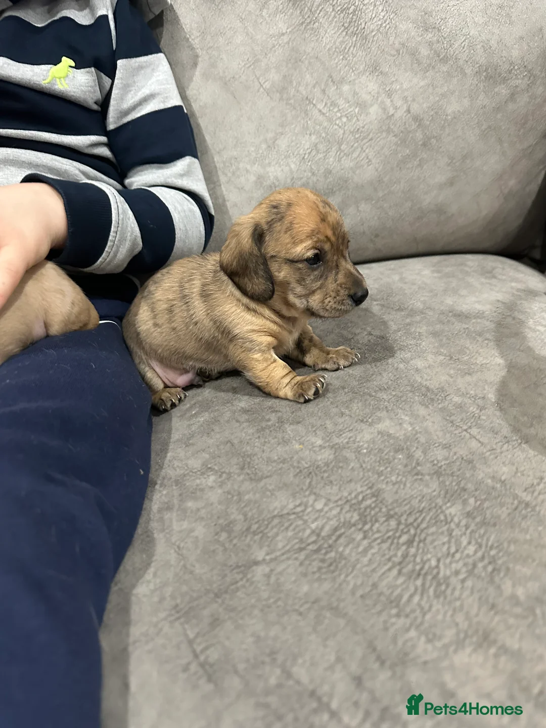 Miniature Dachshund dogs for sale: Miniatures dachshunds - Advert 9