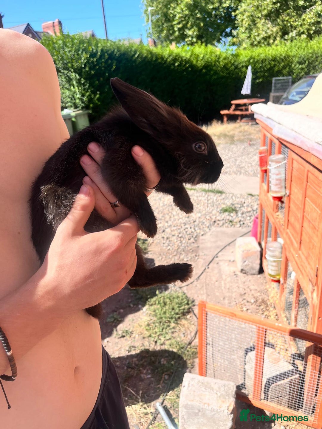Lionhead rabbits for sale: Female rabbits for sale  - Image 5
