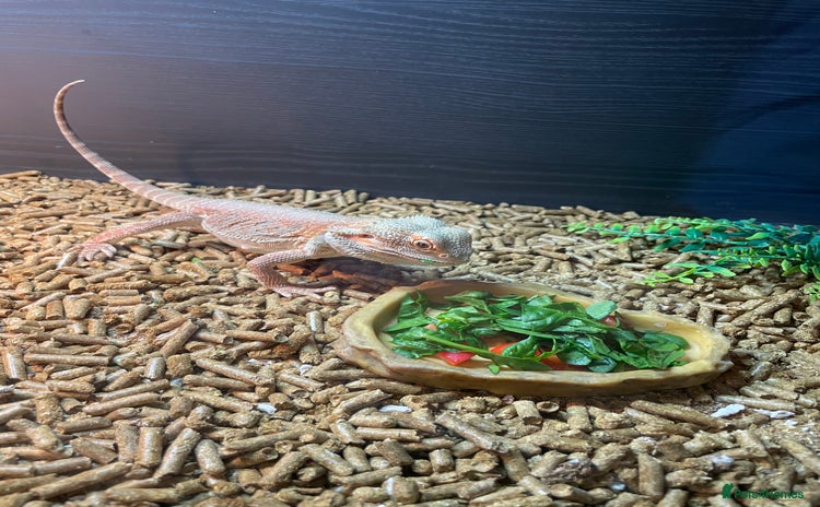 Bearded Dragon reptiles 1 year old bearded dragon and full set up.  - Advert 2