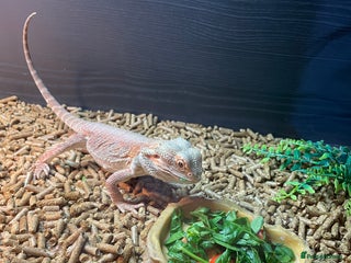 Bearded Dragon reptiles 1 year old bearded dragon and full set up. - Advert 5
