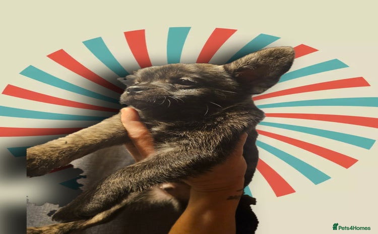 French Bulldog dogs - Advert 4