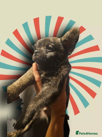 French Bulldog dogs - Advert 4