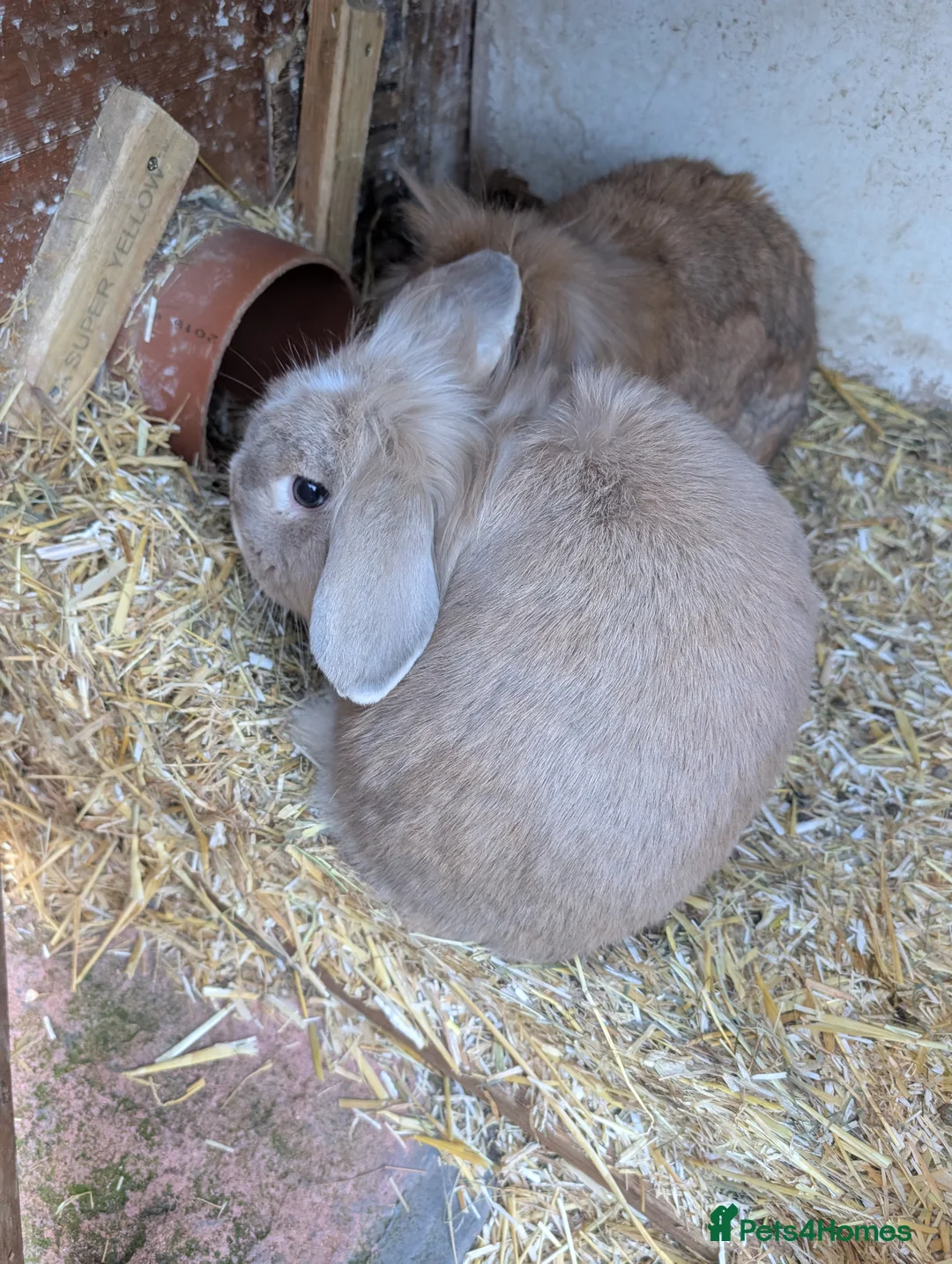 Lionhead rabbits for sale: Mum dad and 2 daughters  - Advert 4