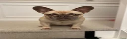 French Bulldog dogs for sale: Miss Bella - Advert 13