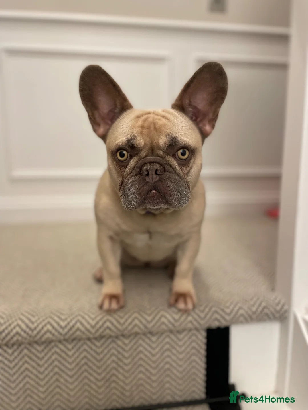 French Bulldog dogs for sale: Miss Bella - Advert 13