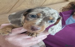 Miniature Dachshund dogs for sale: Gorgeous Mini Smooth Dachshunds Ready Now - Image 1
