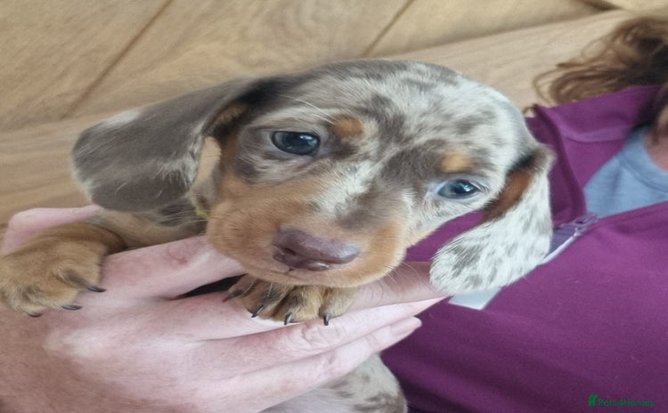Miniature Dachshund dogs - Advert 2