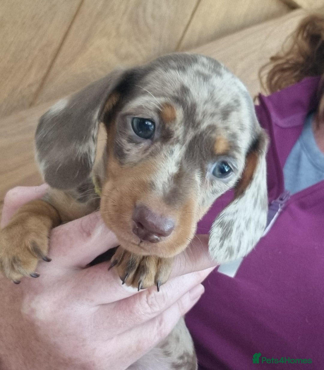 Miniature Dachshund dogs for sale: Gorgeous Mini Smooth Dachshunds Ready Now - Image 1