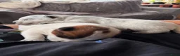 Australian Cattle Dog dogs for sale: Australian Cattle Dog Puppies For Sale - Advert 15