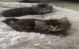 Mixed Breed cats for sale: Maine coon x ragdoll  - Image 13