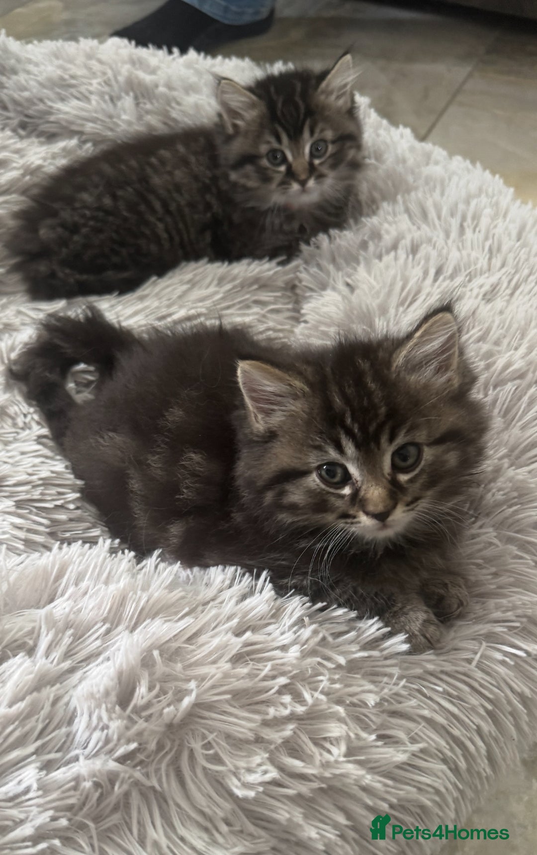 Mixed Breed cats for sale: Maine coon x ragdoll  - Image 13