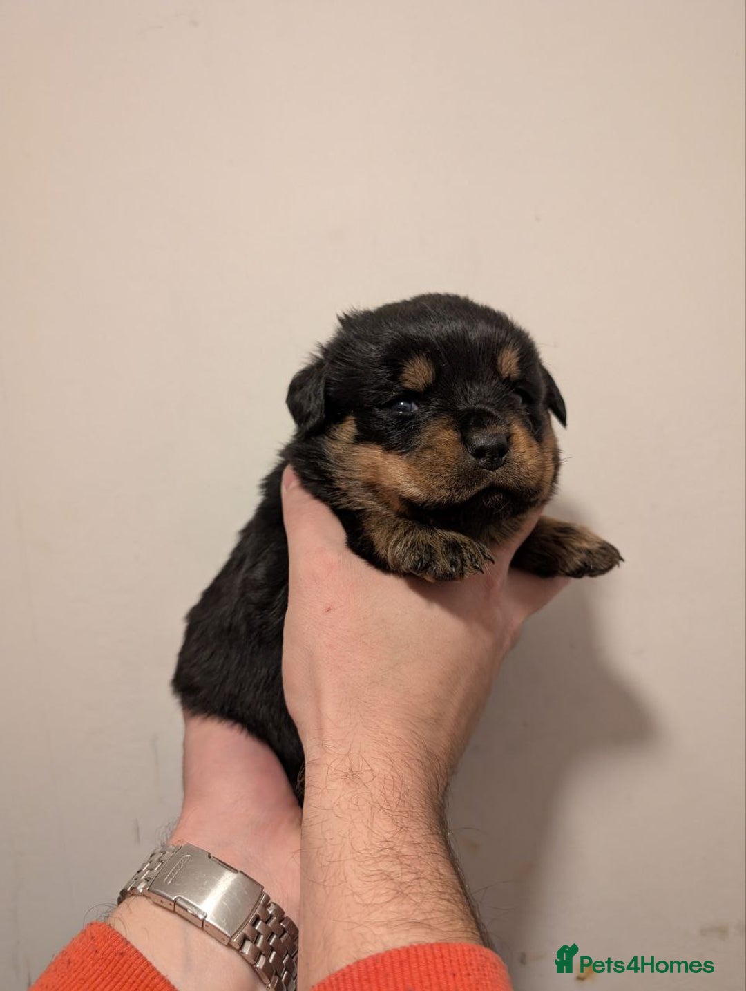 Rottweiler dogs for sale: 🐶 KC Rottweiler Puppies – German ADRK Bloodlines - Advert 33